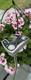 Scotty Cameron Phantom X 5 34 Rh Putter Mint 2022 Edition